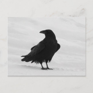 Proud Raven Postcard