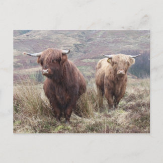 Proud to be Scottish! Postcard