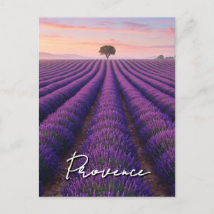 Provence France Lavender Fields  Postcard