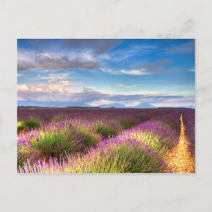 Provence - Lavender fields carte postale