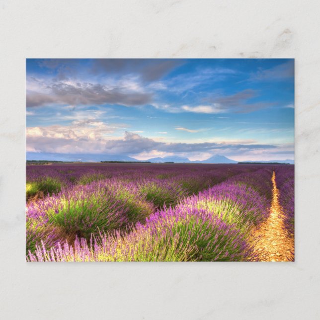 Provence - Lavender fields postcard (Front)