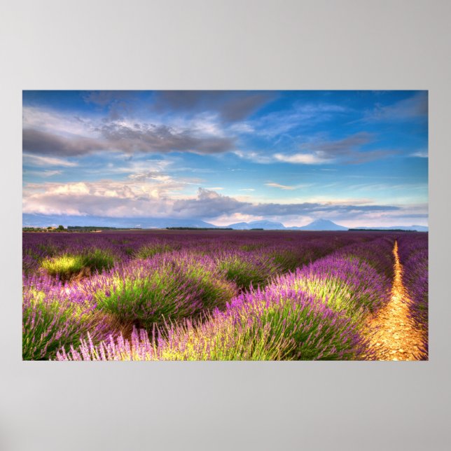 Provence - Poster des champs de lavande (Devant)