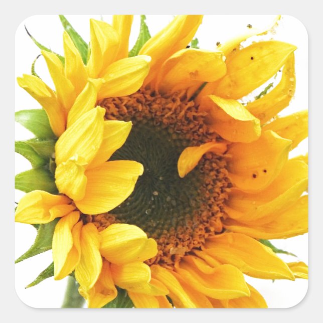 Provincetown Sunflower Square Sticker (Front)