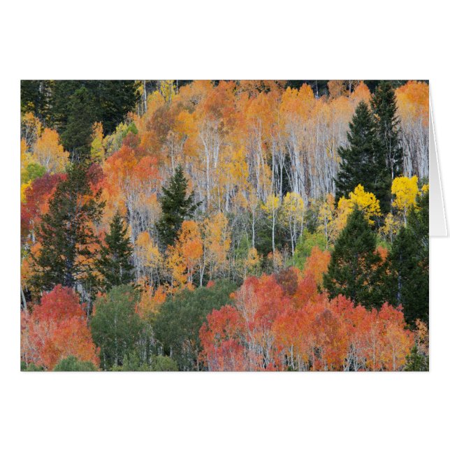 Provo River and aspen trees (Front Horizontal)