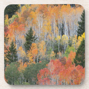 Provo River and aspen trees 11 Coaster