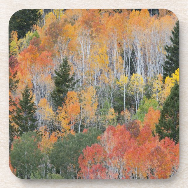 Provo River and aspen trees 11 Coaster (Front)