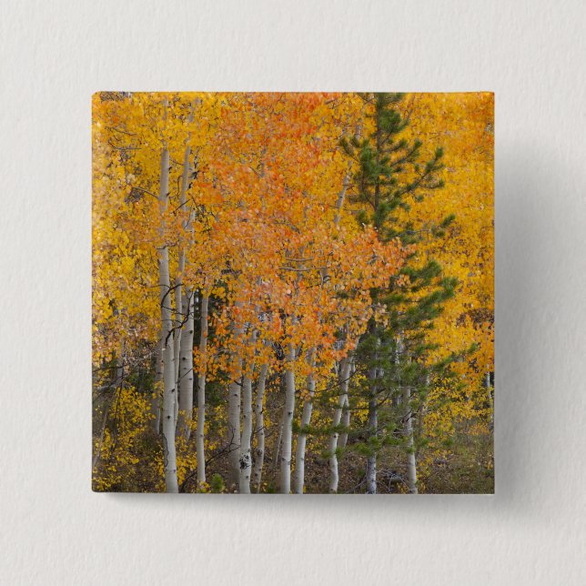 Provo River and aspen trees 2 Inch Square Button (Front)