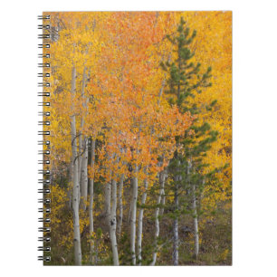 Provo River and aspen trees 7 Notebook