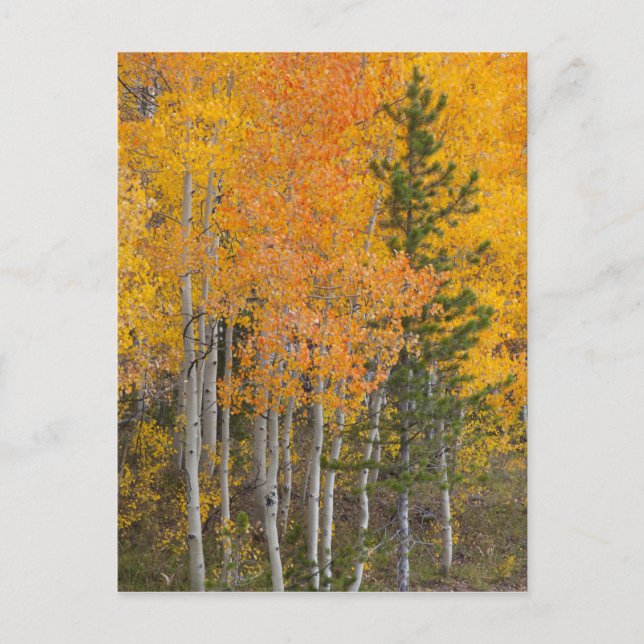 Provo River and aspen trees 7 Postcard (Front)