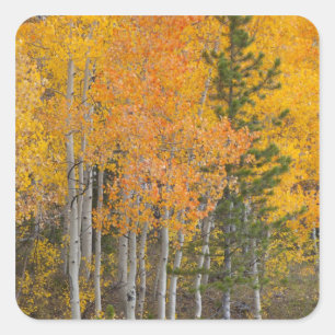 Provo River and aspen trees 7 Square Sticker