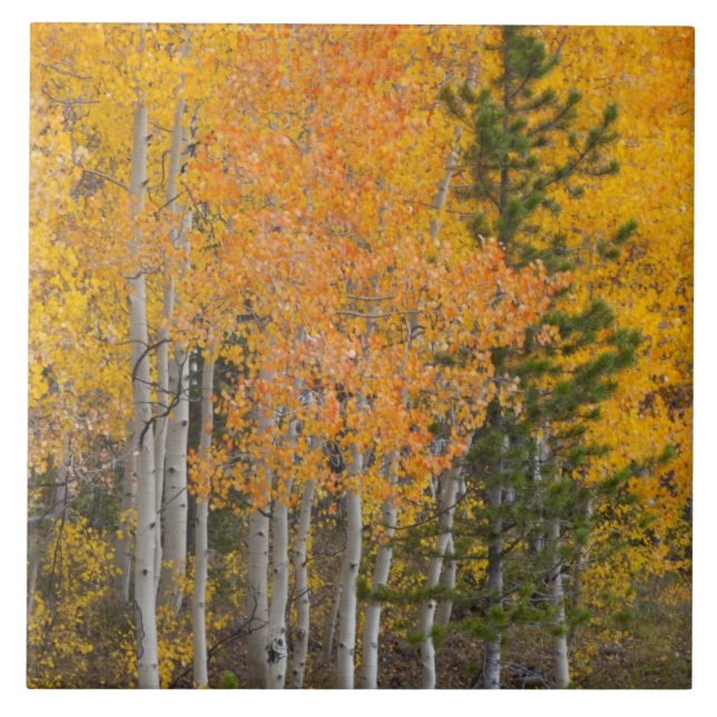 Provo River and aspen trees 7 Tile (Front)