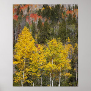 Provo River and aspen trees 9 Poster