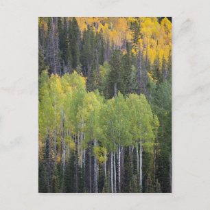 Provo River and aspen trees Postcard