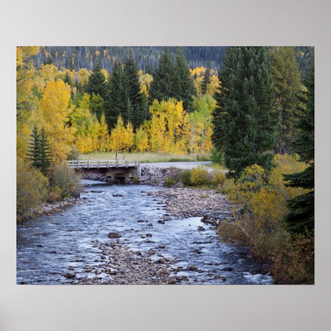 Provo River and aspen trees Poster (Front)