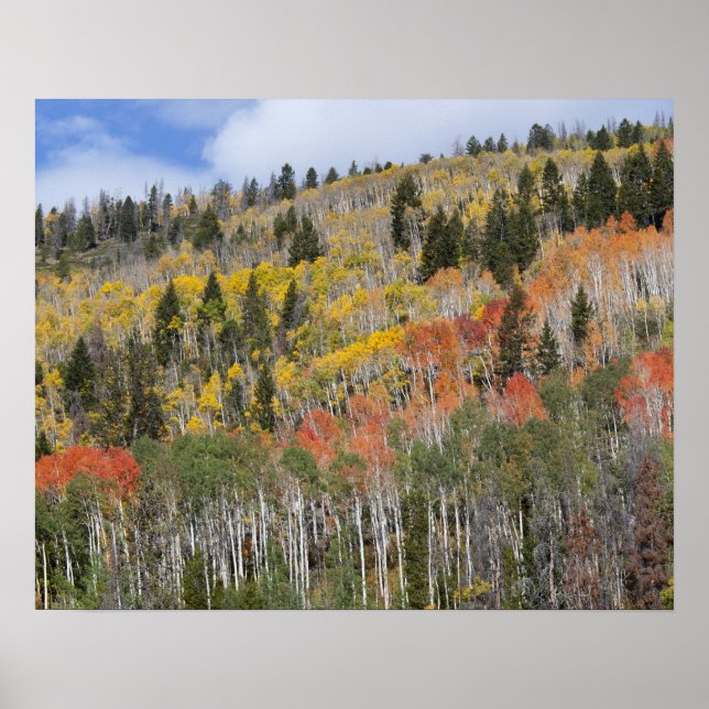 Provo River and aspen trees Poster (Front)
