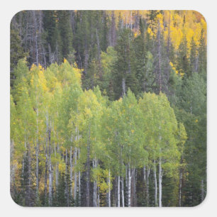 Provo River and aspen trees Square Sticker