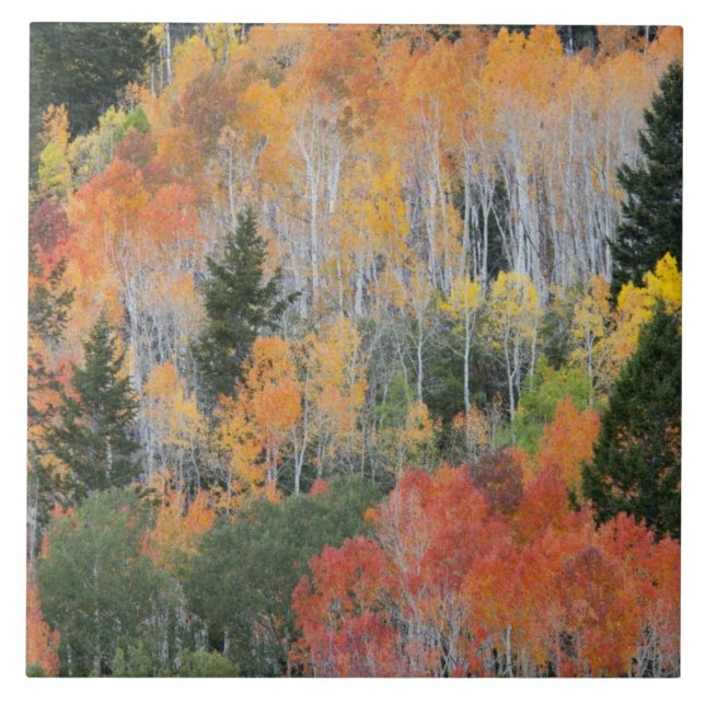 Provo River and aspen trees Tile (Front)