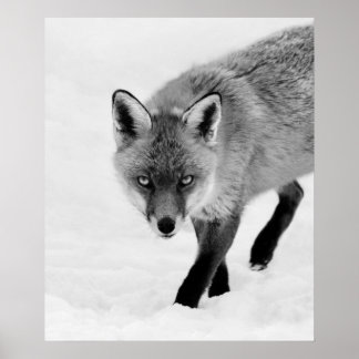 Prowling Fox Poster