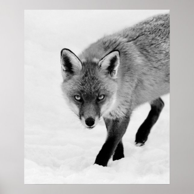 Prowling Fox Poster (Front)