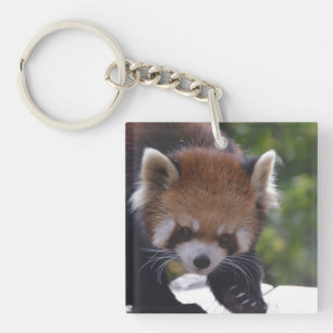 Prowling Red Panda Keychain