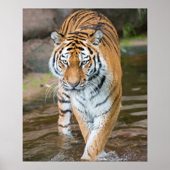 Prowling Tiger Portrait Photograph Poster (Front)