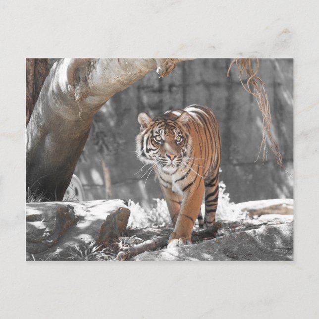 Prowling Tiger Postcard (Front)