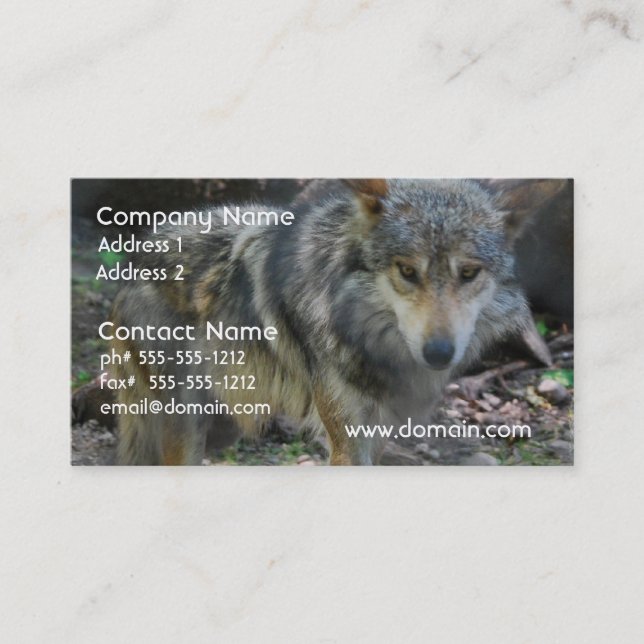 Prowling Wolf Business Cards (Front)