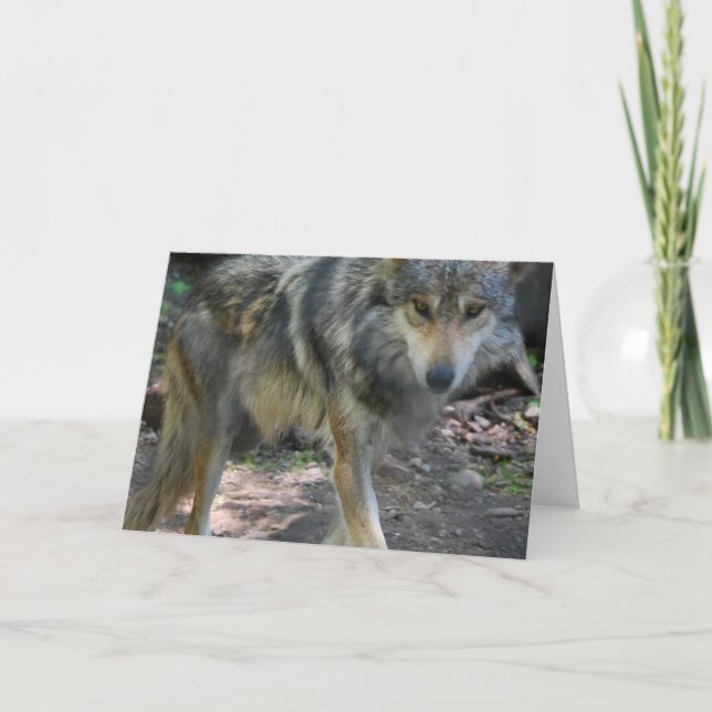 Prowling Wolf Greeting Card (Front)