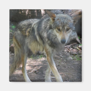 Prowling Wolf Magnet