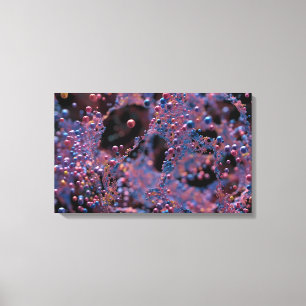 Proxima Canvas Print