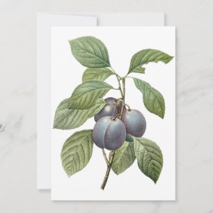 Prunes de jardin violettes par Redoute Invitation