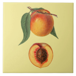 Prunus Persica Peach~Botanical ~Kitchen ~Any Tile