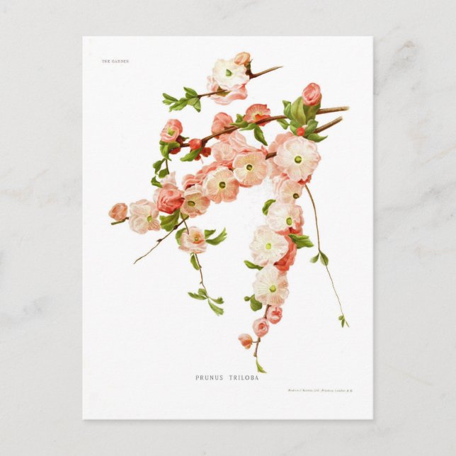 Prunus triloba (flowering almond) postcard (Front)
