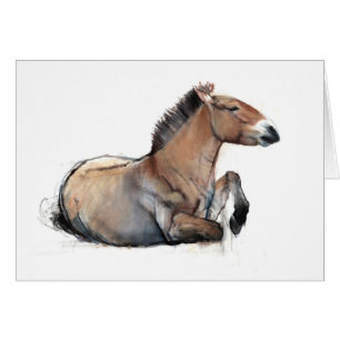 Przewalski posé 2011