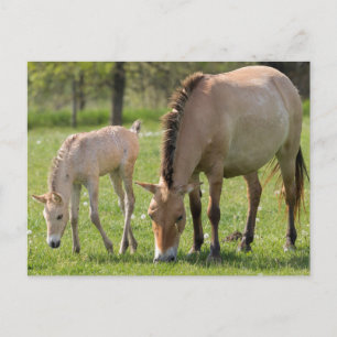 Przewalski's Horse and Foal Grazing Postcard