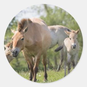 Przewalski's Horse and foal walking Classic Round Sticker