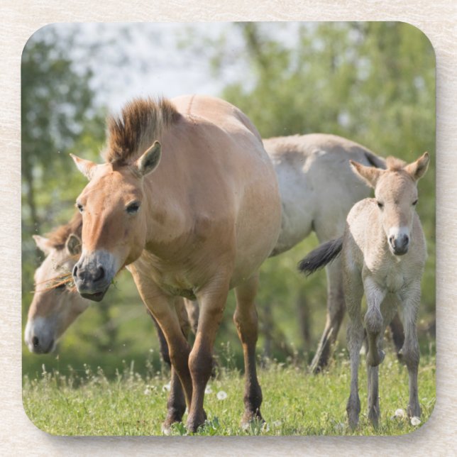 Przewalski's Horse and foal walking Coaster (Front)