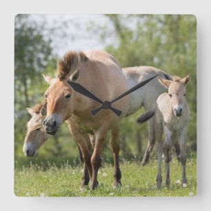 Przewalski's Horse and foal walking Square Wall Clock