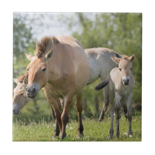 Przewalski's Horse and foal walking Tile (Front)