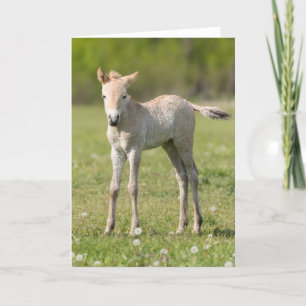Przewalski's Horse foal, Hungary Holiday Card