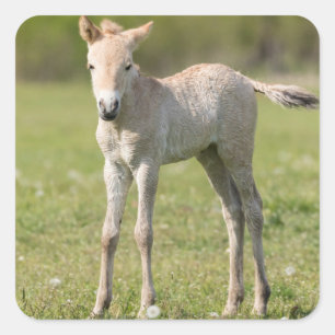 Przewalski's Horse foal, Hungary Square Sticker