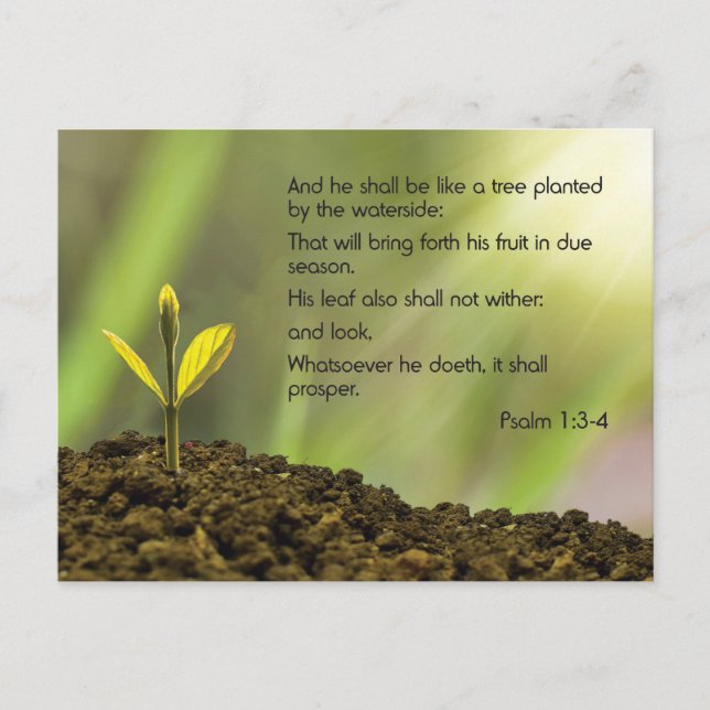 Psalm 1 - And he shall be like a tree .... Postcard (Front)
