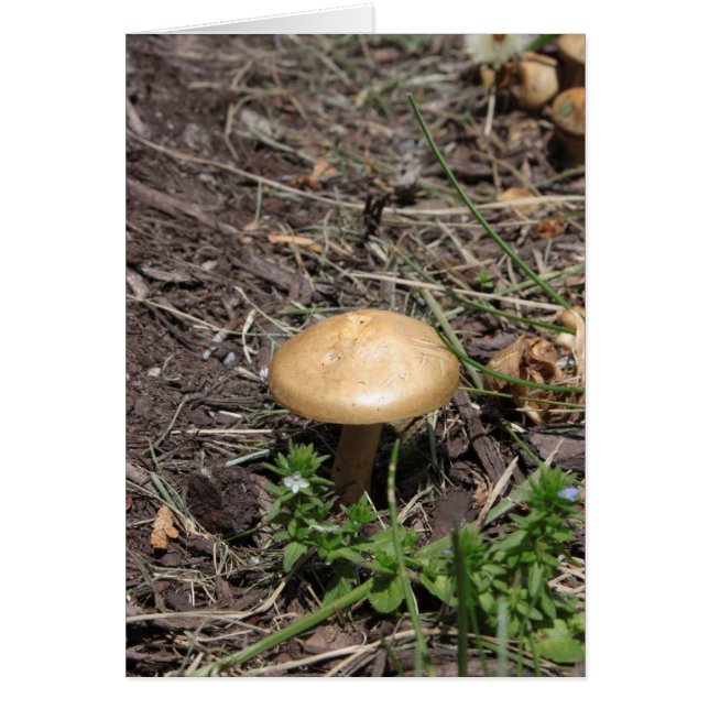 Psalm 51:10 Mushroom Card (Front)