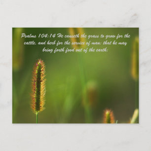 Psalms 104:14 He causeth the grass to grow for the Postcard