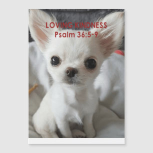 Psaume 36 Invitations Chihuahua