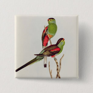 Psephotus Pulcherrimus 2 Inch Square Button