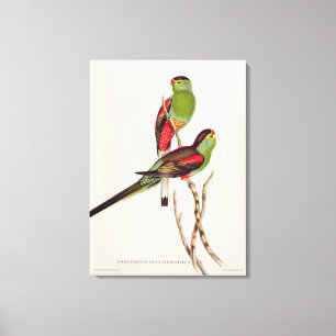 Psephotus Pulcherrimus Canvas Print