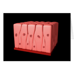 Pseudostratified Columnar Epithelium