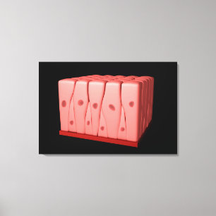 Pseudostratified Columnar Epithelium Canvas Print