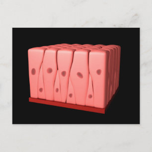 Pseudostratified Columnar Epithelium Postcard